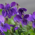 Wohlriechendes Veilchen (Viola odorata)